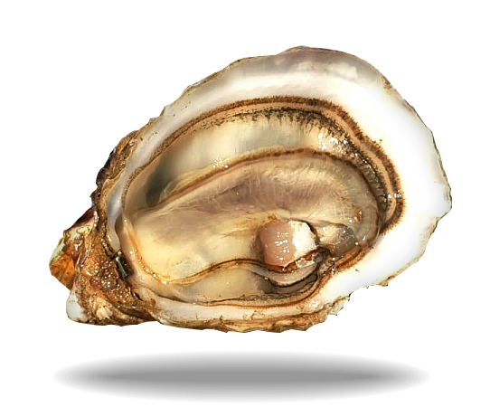 oyster  fine de claire | Lambert producteur de Marennes Oleron